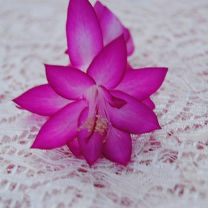 Japanese Dream~Christmas Cactus Well Rooted Starter Plant~Schlumbergera Truncata~AKA Thanksgiving Cactus,Zygo Cactus,Holiday Cactus, etc
