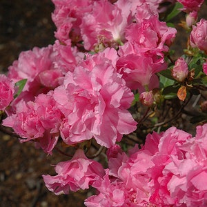 Hallie~~Azalea Rhododendron Starter Plant~~Lovely Pink Double Fancy Ruffled Blooms~~Beautiful!