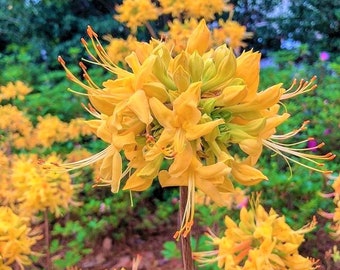 GOLD STRIKE~~Aromi Deciduous Azalea Rhododendron~~Well Rooted Starter Plant~~Please Read All Info & See All Pics! May be Dormant!