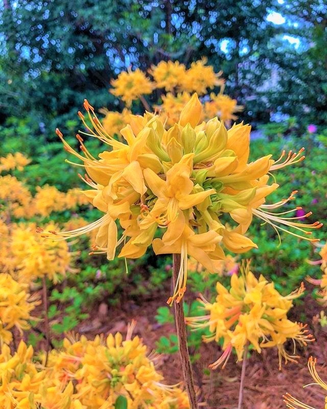 GOLD Strike~~aromi Deciduous Azalea Rhododendron~~well Rooted Starter  Plant~~please Read All Info & See All Pics! May Be Dormant! - Etsy