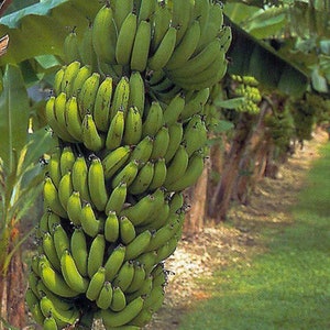 Gran Nain Chiquita Banana Tree~~Musa acuminata Live Banana Tree~~Small STARTER Plant!