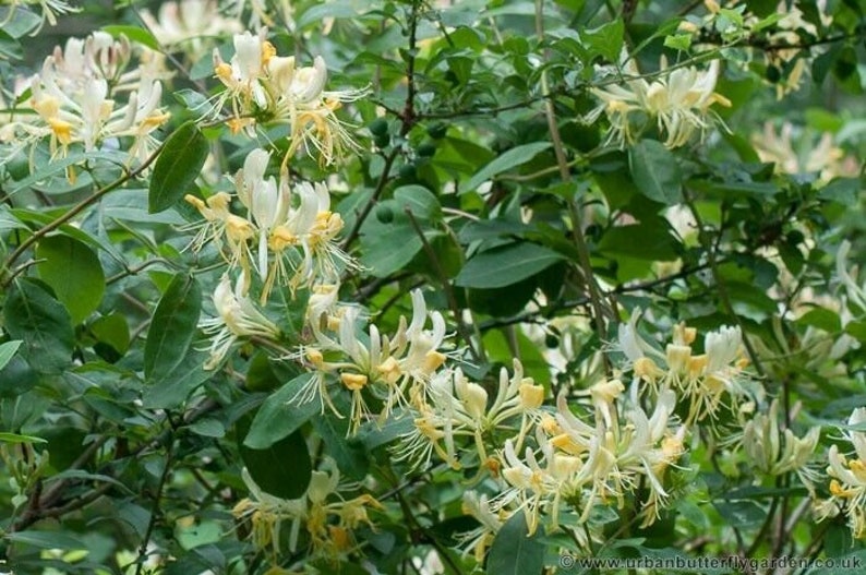 HopesTropicalFlowers Scentsation Honeysuckle Vine - Thumbnail 3