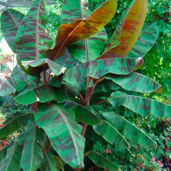 ZEBRINA~ Musa acuminata~Variegated Sumatrana Rojo Blood Banana~Small STARTER Plant