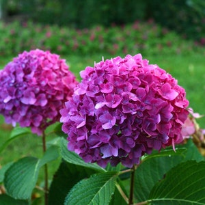 LET'S DANCE RAVE~~Hydrangea Starter Plant~Deep Violet Puprle to Chartreuse Pink~~Bloom Color Depends on Soil Chemistry~~See All Pictures