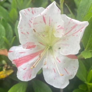 IveryanaAzalea Rhododendron Starter PlantBeautiful Multi Color Blooms All At Once image 6