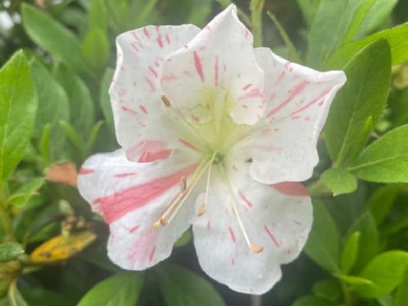 IveryanaAzalea Rhododendron Starter PlantBeautiful Multi Color Blooms All At Once image 6