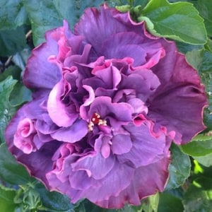 Bayou Rose**Small Rooted Tropical Hibiscus Starter Plant**Ships Bare Root***Very Rare!