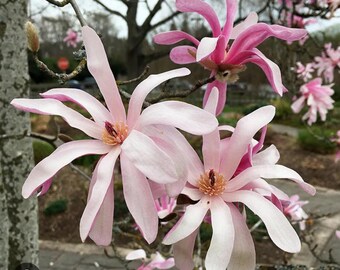 Leonard Messel~magnolia Hybrid Tree~magnolia X Loebneri
