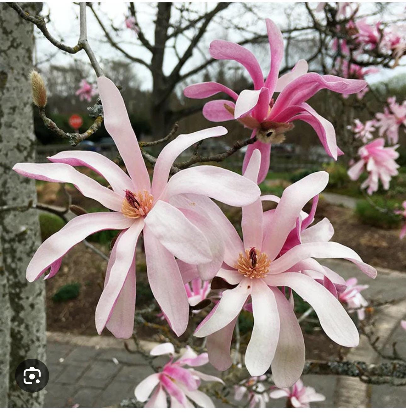全信頼を寄せる Leonard Messel~magnolia Loebneri X Tree~magnolia Hybrid チュニック