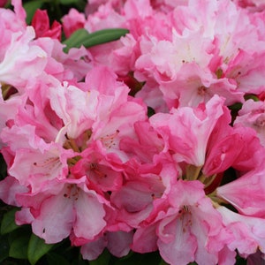 Yaku Prince Rhododendron~ Well Rooted STARTER Plant~Frilly Edged Blooms of varying shades of pink!