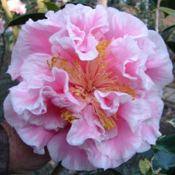 TOMORROWS DAWN Bessie*unique Blooms**camellia Japonica-live