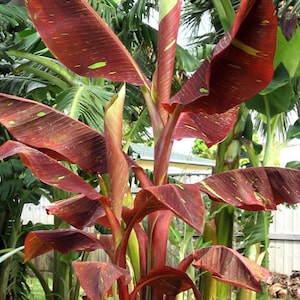 SIAM RUBY~Variegated Ornamental Banana Small Rooted STARTER Plant~Very Rare Htf