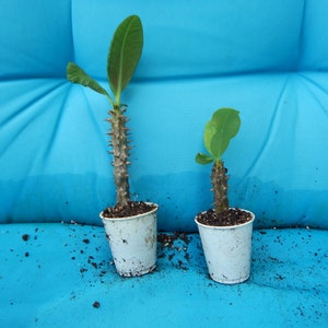 May include: Two small potted plants with green leaves and thorny stems. The plants are in white plastic cups, set against a bright blue background. The plants appear to be a type of succulent or cactus.