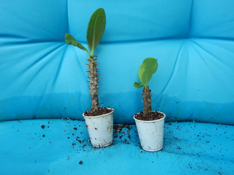 May include: Two small potted plants with green leaves and thorny stems. The plants are in white plastic cups, set against a bright blue background. The plants appear to be a type of succulent or cactus.