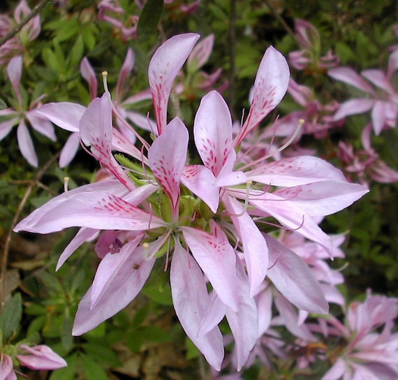 Koromo Shikibu~~azalea Rhododendron Deciduous Starter Plant~very