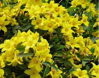 Bignonia Yellow Crossvine*Rooted SMALL Rooted Starter Plant**ATTRACTS Butterflies & Hummingbirds!