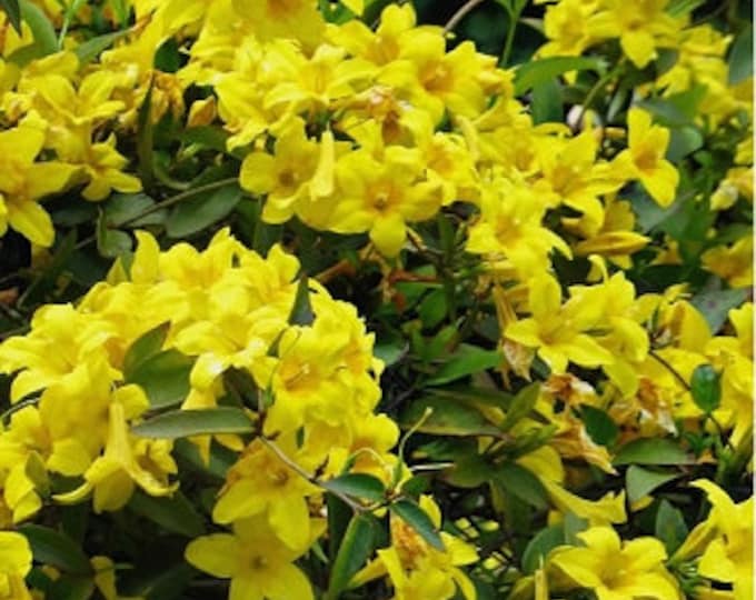 Bignonia Riversii Distictis Rivers Gallon Plant - Etsy
