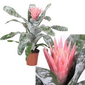 SMALL Live Aechmea Fasciata Bromeliad PlantAlso Called Silver Vase. Silver King or Urn Plant image 4