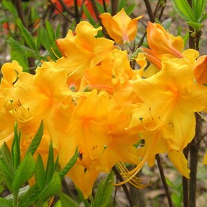 APPALACHIAN GOLD~~Aromi Deciduous Azalea Rhododendron~~Well Rooted  Starter Plant~~Please Read All Info & See All Pics! May be Dormant!