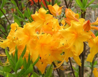 APPALACHIAN GOLD~~Aromi Deciduous Azalea Rhododendron~~Well Rooted SMALL Starter Plant~~Please Read All Info & See All Pics!