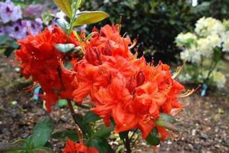 May include: A vibrant orange azalea bush with bright red flowers in full bloom. The flowers are clustered together in a dense mass, creating a striking display of color.