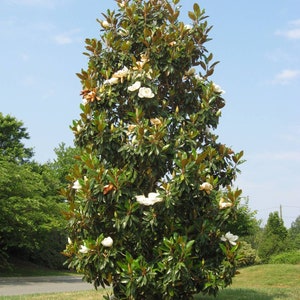 Kay Parris~~Evergreen Southern Magnolia Grandifolia Tree~ 20-28 inch tall~ Very Fragrant!