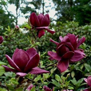 Genie~Magnolia Hybrid Tree~Deep Plum purple Fragrant Blooms! 20-28 Inches Tall~Large 1 Gallon Pot