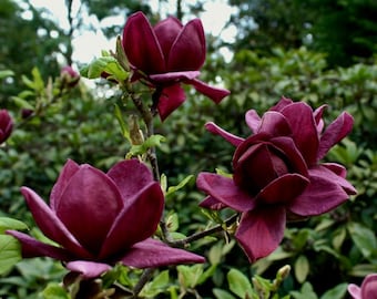 Genie~Magnolia Hybrid Tree~Deep Plum purple Fragrant Blooms! 20-28 Inches Tall~Large 1 Gallon Pot