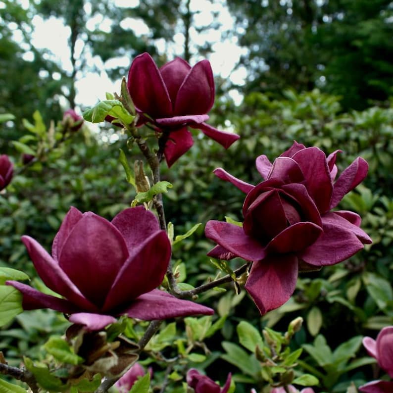 May include: Close-up of several deep burgundy magnolia flowers in full bloom. The petals are velvety and textured, with a rich color. Green leaves and branches are visible in the background, with a blurred green backdrop.