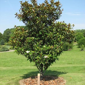 Bracken&#39;s Brown Beauty &quot; Southern Magnolia Tree~ 20-28 inch tall~Well Rooted