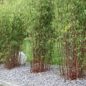May include: A cluster of bamboo plants with green leaves and reddish-brown stalks. The plants are growing in a bed of small gray stones. A small red building is visible in the background.