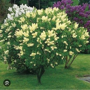 Primrose Lilac ~Syringa vulgaris ~ Small Well Rooted STARTER Plant~4-8 inches tall