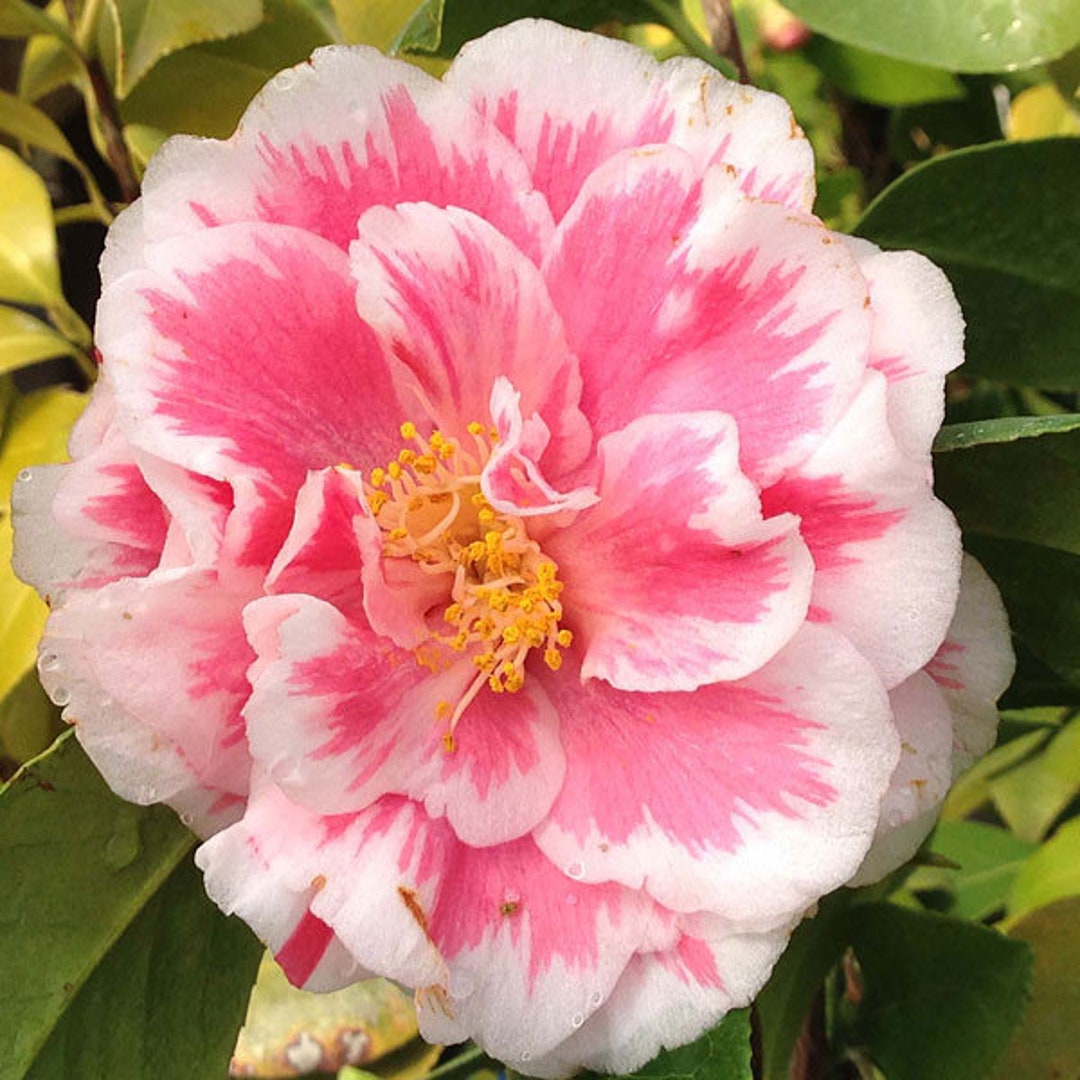Buttermint Camellia, Camellia x 'Buttermint', Monrovia Plant