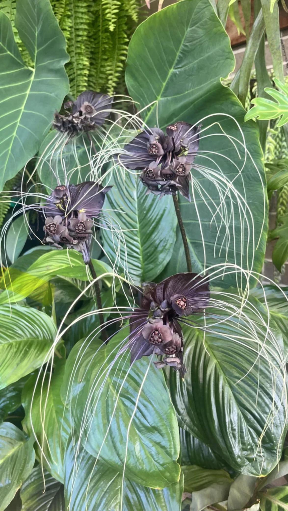 Black Bat Flower-tacca Chantrieri-aka Black Lily-small ROOTED STARTER Plant  - Etsy