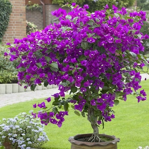 Well Rooted **VIOLET** Live Bougainvillea starter/plug plant*