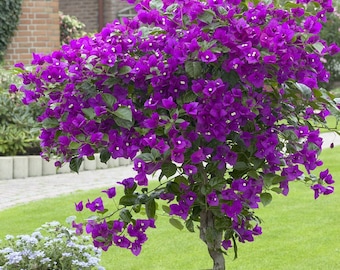Violet Bougainvillea Small Well Rooted Starter Plant**Live Bougainvillea starter/plug plant