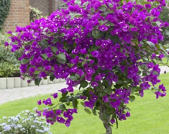 Well Rooted **VIOLET** Live Bougainvillea starter/plug plant*