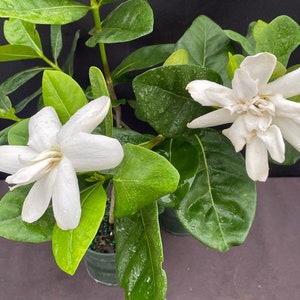 DOUBLE Tahitian Gardenia Taitensis Jasminoides PlantIntensely Fragrant FlowerLarge Shiny Green Leaves with Unique Star Double Blooms image 6