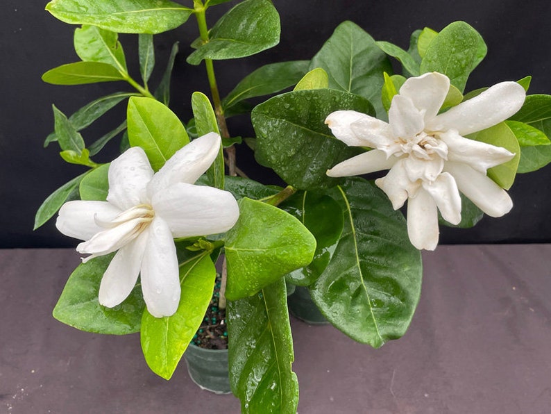 DOUBLE Tahitian Gardenia Taitensis Jasminoides PlantIntensely Fragrant FlowerLarge Shiny Green Leaves with Unique Star Double Blooms image 6