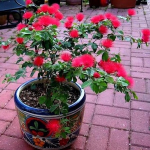 May include: A potted plant with vibrant red, fluffy flowers and green leaves. The plant is in a decorative ceramic pot with blue and floral patterns. The pot sits on a red brick patio.