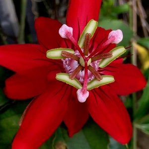 Vine Red Vitifolia Passion Flower Vine Fragrant Live Plant Passiflora