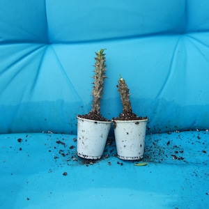 May include: Two small potted plants with spiky stems and a few green leaves. The plants are in white plastic cups, set against a bright blue background. Soil and debris are scattered around the pots.