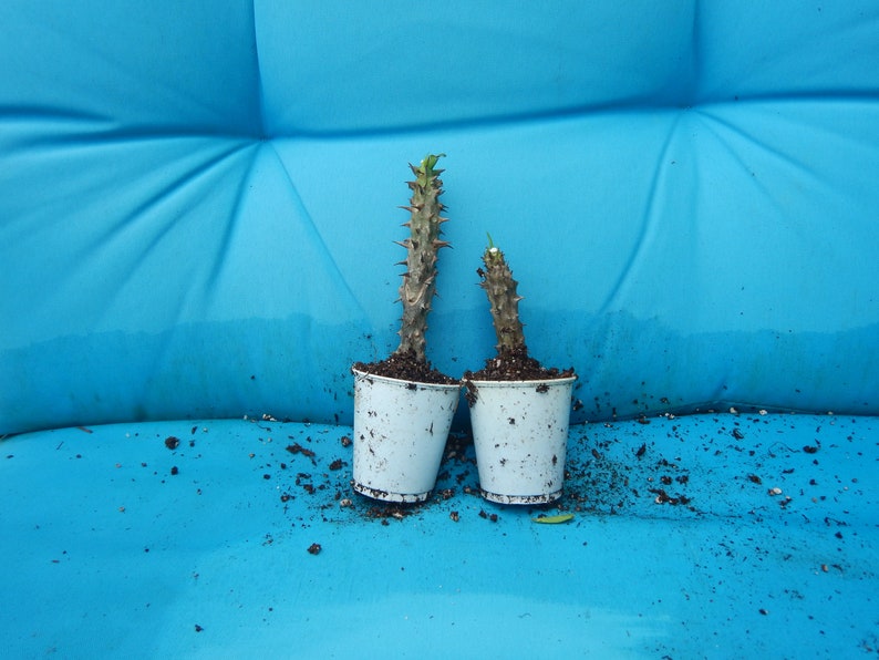 May include: Two small potted plants with spiky stems and a few green leaves. The plants are in white plastic cups, set against a bright blue background. Soil and debris are scattered around the pots.
