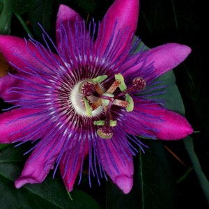 LAVENDER LADY PASSIFLORA Passion Vine~~Small Rooted Starter Plant~~ Passiflora X Alato~~Fragrant!