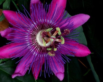 LAVENDER LADY PASSIFLORA Passion Vine~~Small Rooted Starter Plant~~ Passiflora X Alato~~Fragrant!