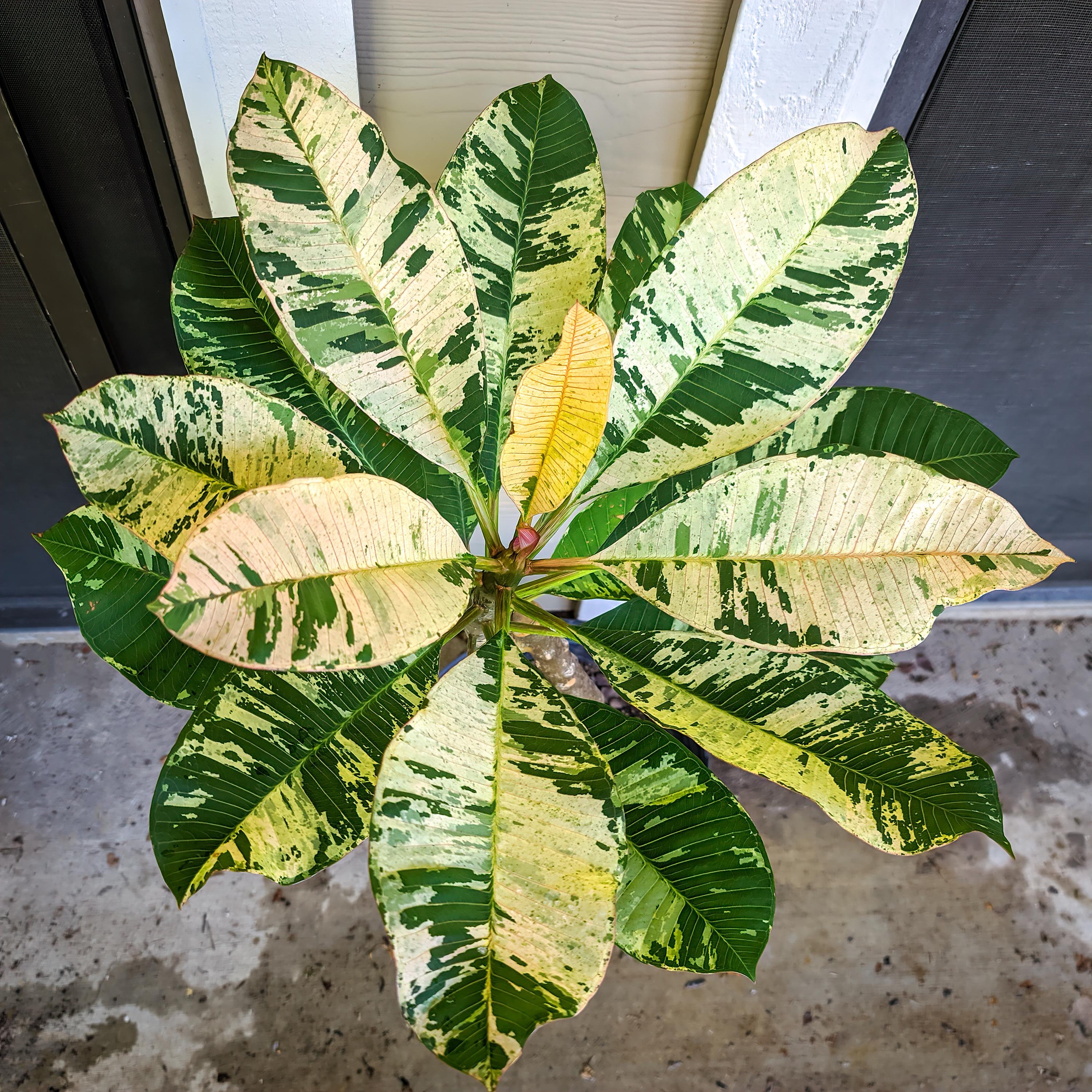 Yellow Leaf Variegated Red Blooming Leaf Plumeria rubra Frangipani-ROOTED  GRAFTED Plant! Extremely Rare! Ships Bare Rooted & No leaves! - Etsy Schweiz