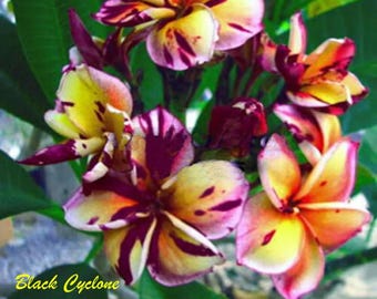 Black Cyclone~Plumeria Rubra Frangipani-SMALL Rooted Seedling Plant-4-8 inches tall-Leaves removed for shipping!