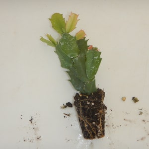 U Pick Any 1 Christmas Cactus/Schlumbergera Truncata Plants~~List of Choices is found at bottom of description
