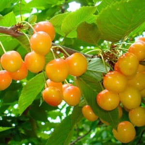 May include: A branch of a cherry tree laden with ripe yellow cherries. The cherries are clustered together, some are partially obscured by green leaves.