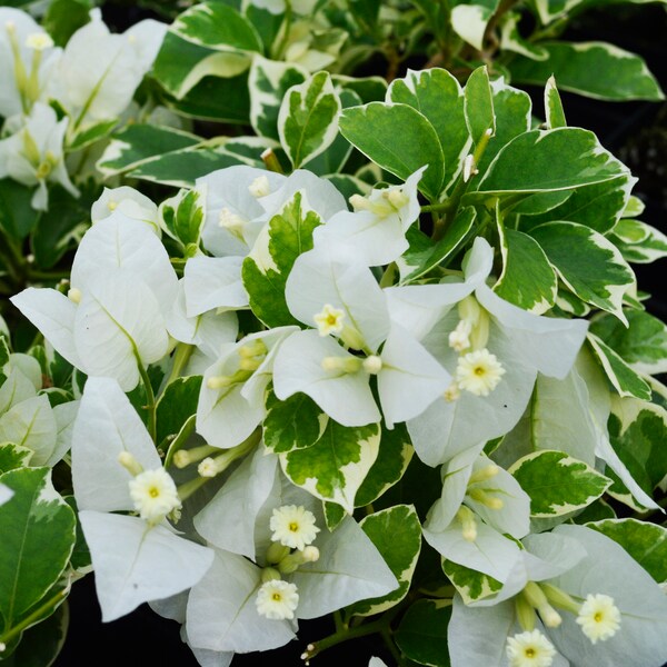 Vanilla Ice Bougainvillea Small Well Rooted Starter Plant**Live Bougainvillea starter/plug plant*usa seller